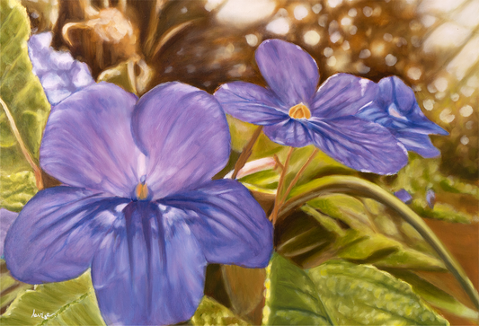 Cape Primrose Art Print